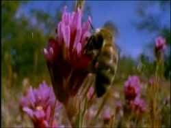 Bee collecting pollen from pink owlclover, Sonoran desert, USA Stock Footage