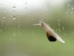 slow snail Stock Footage