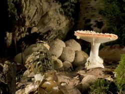 Ink cap toadstool (Coprinus sp.) growing, Fly agaric (Amanita muscari) in background Stock Footage