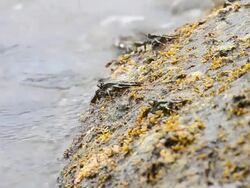 Crabs at the beach Stock Footage