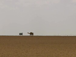 MS View of camel walking and skyline with hot atmosphere / Djibouti Stock Footage