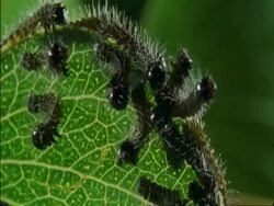 CU Caterpillars crawling on leaf, Botswana, Africa Stock Footage