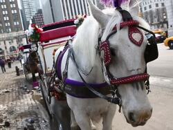 Opposition Grows Against Mayor De Blasio's Proposed Ban On Horse Drawn Carriages Stock Footage