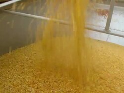 MS SLO MO Corn being poured into truck / Chelsea, Michigan Stock Footage