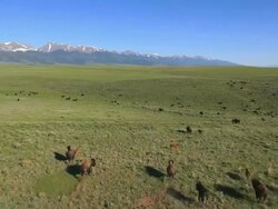 WS AERIAL TS View of Bisons on open grass / Westclife, Colorado, United States Stock Footage