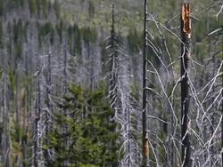 Dead Trees in Damaged Forest PAN Stock Footage