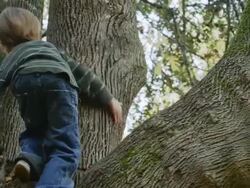 MS TS Shot of young boy climbing tree and looking out / Hillsboro, Oregon, United States Stock Footage