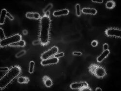 Bacteria under microscope monochrome Stock Footage
