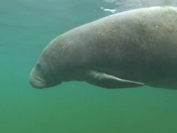 Manatee hovers in front of camera,  Florida, North Atlantic Ocean  Stock Footage