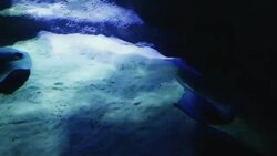 Donostia Aquarium San Sebastian Stock Footage