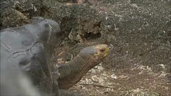 CLEAN : Diego la tortuga macho que salvo a su especie de la extincion News Clip