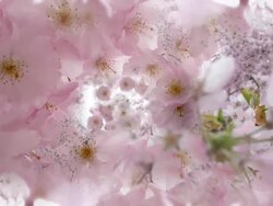 INSIDE TOP OF PINK BLOSSOMING TREE. loop. Stock Footage
