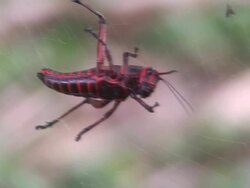 Grasshopper in big problem Stock Footage