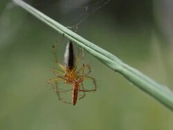 Spider eating bug Stock Footage