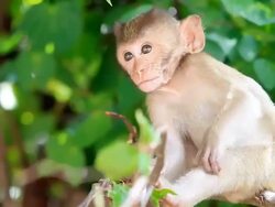Monkey family. Stock Footage