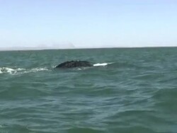 VOICED: Curious whales give boost to Mexican fishermen News Clip