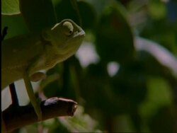 CU Flapnecked chameleon, Chamealeo dilepis, on branch snatching bee with tongue, side view, Botswana, Africa Stock Footage