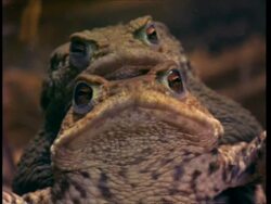 CU Pair of Common Toads (Bufo bufo) mating, to camera, UK Stock Footage