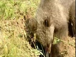 Brown bear (Ursus arctos) cub digging for ants, Russia Stock Footage