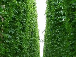 HD Hop garden tilt up Stock Footage