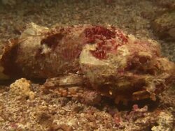 Scorpion fish, Macro, Mexico  Stock Footage