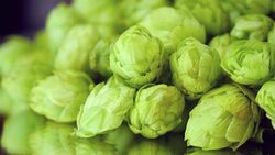 Video of rotating green hops in 4K Stock Footage