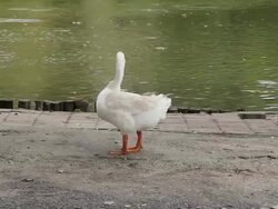 White goose cleaning its feather. Stock Footage