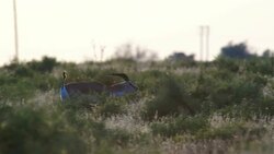 Goitered Gazelle Stock Footage