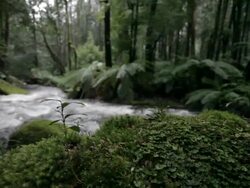 Rainforest Stock Footage