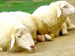 sheep sit on ground Stock Footage