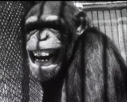 MONKEY NURSERY News Clip