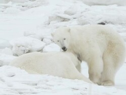  MS Two polar bears fighting each other / Churchill, Manitoba, Canada Stock Footage