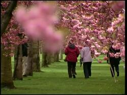 Cherry blossoms on display at Botanic Gardens News Clip
