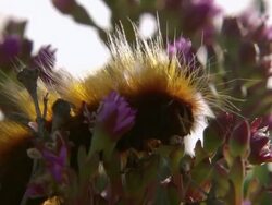 MS ZI Shot of Tiger moth caterpillar feeding on pink veggie / Namaqualand, Northern Cape, South Africa Stock Footage