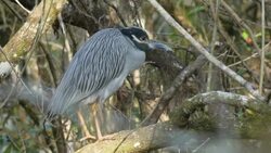 Bird on top of tree branch Stock Footage