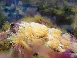 Corals Stock Footage