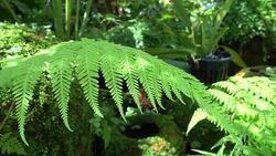 lush green plant of fern Stock Footage