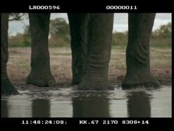 CU 2 African Elephants (Loxodonta africana) of trunks splashing around at waterhole, feet Stock Footage