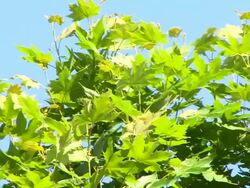 Leaf Background Stock Footage