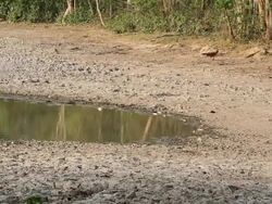 WS PAN View of peacock near pond in forest Jim Corbett National Park  / Nainital, Uttarakand, India Stock Footage