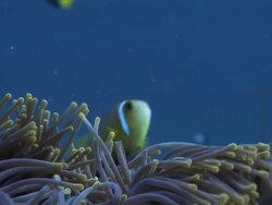 Purple Anemone (order Actiniaria) and clown fish (Amphiprion sp.), Maldives Stock Footage