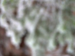 HD: Snow covered branches Stock Footage