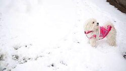 Dog playing in snow Stock Footage