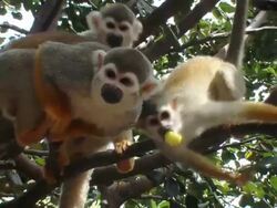 Five Squirrel monkeys Stock Footage