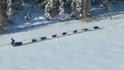 A Yukon Quest dogsled team races uphill in the Canada wilderness. Stock Footage