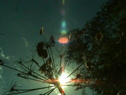 Seeds disperse from umbelliferous seed head Stock Footage