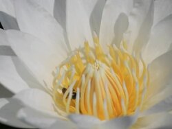 Work bees on white Water Lily Stock Footage