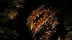 Thorny Oyster, Spondylus varius, shell, Bivalve, undersea, colorful Stock Footage