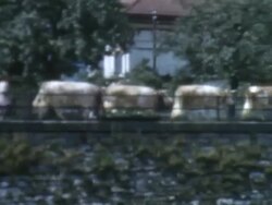 Cows on a Bridge 1950's Stock Footage
