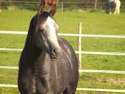 Horse in the fence Stock Footage